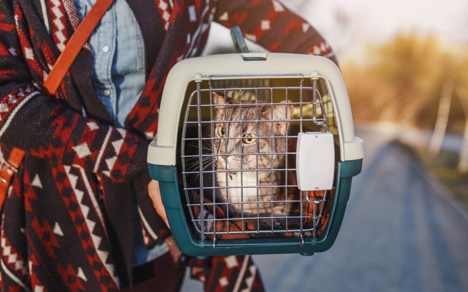 A cat is seen in a basket carried by its owner