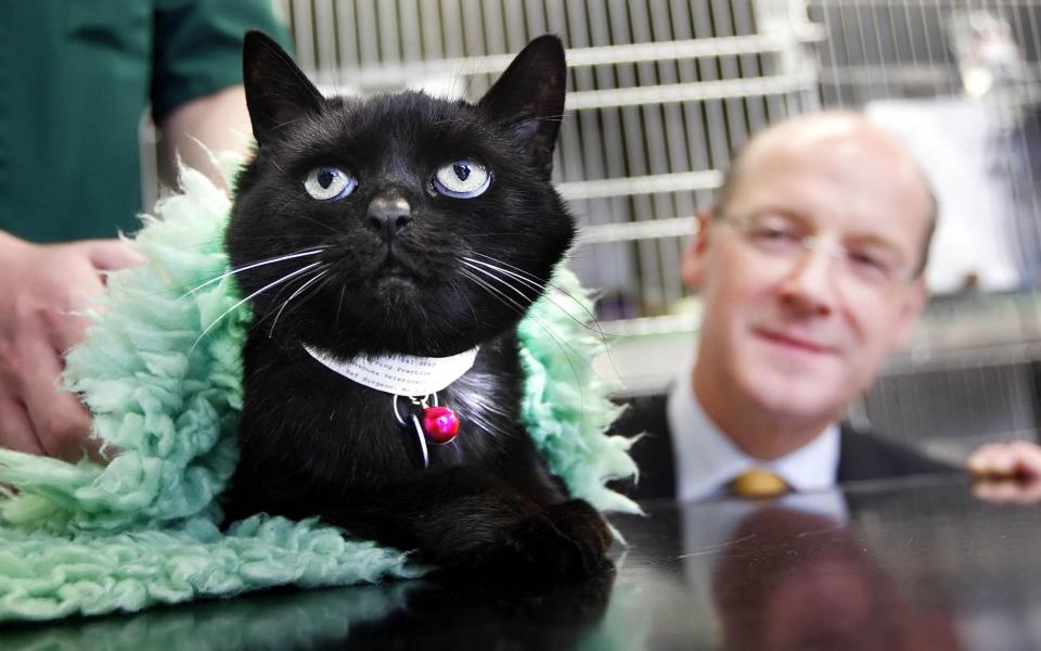 A black cat is seen on a vet's table, wrapped in a blanket, while Mr Swinney looks on