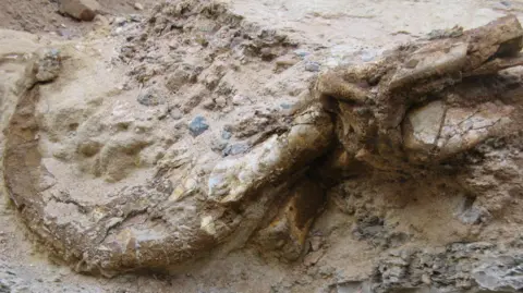 Yoshi Kobayashi, Hokkaido University A Duonychus claw prior to excavation sat in sandy coloured stone. Brown fossil is visible amid the sand and grey chunks of stone.