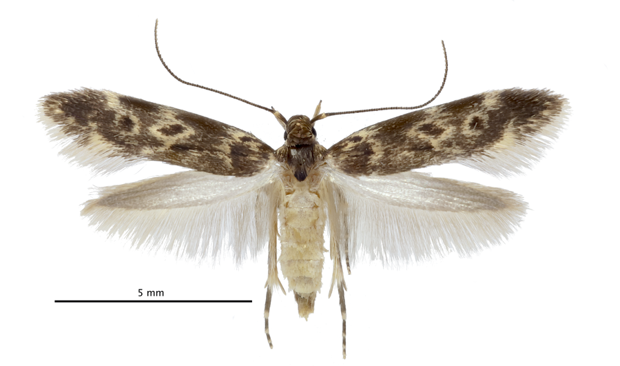 Image of an adult “bone collector” moth on white background