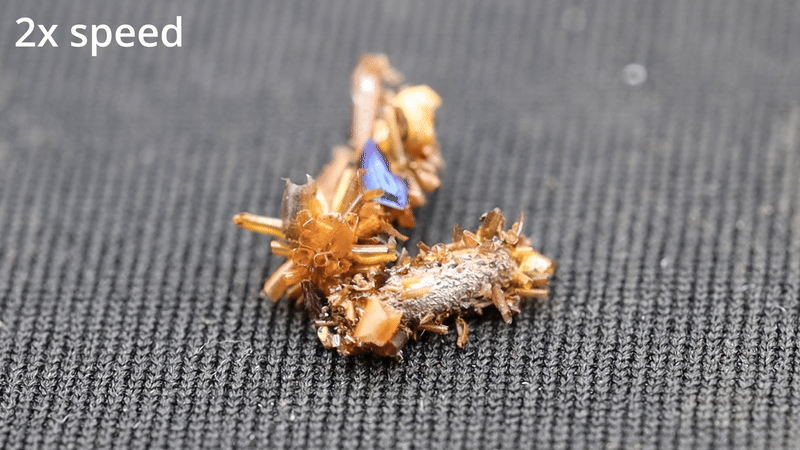 Video of a Hawaiian "bone collector" caterpillar camouflaged in insect prey’s body parts crawling on black fabric at 2X speed