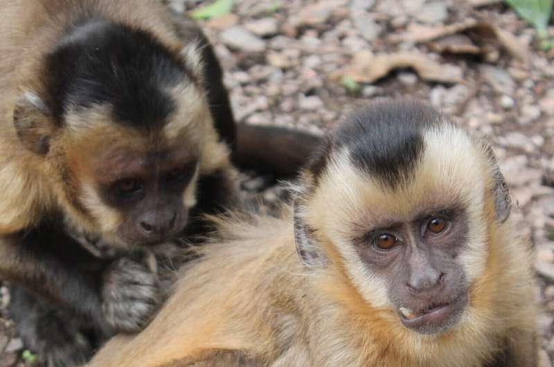 Tufted capuchins (Sapajus apella). Credit: Dr. Jacob Dunn, Anglia Ruskin University Monkeys are world's best yodellers - new research