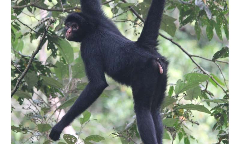Monkeys are world's best yodellers - new research
