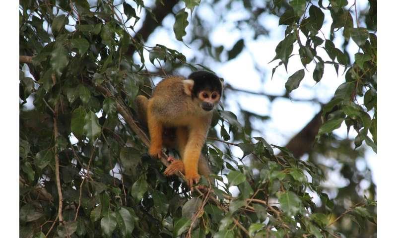 Monkeys are world's best yodellers - new research
