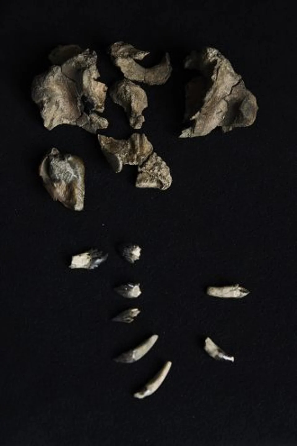 Partial skull and teeth of Janjucetus dullardi (Tom Breakwell/Museums Victoria.)
