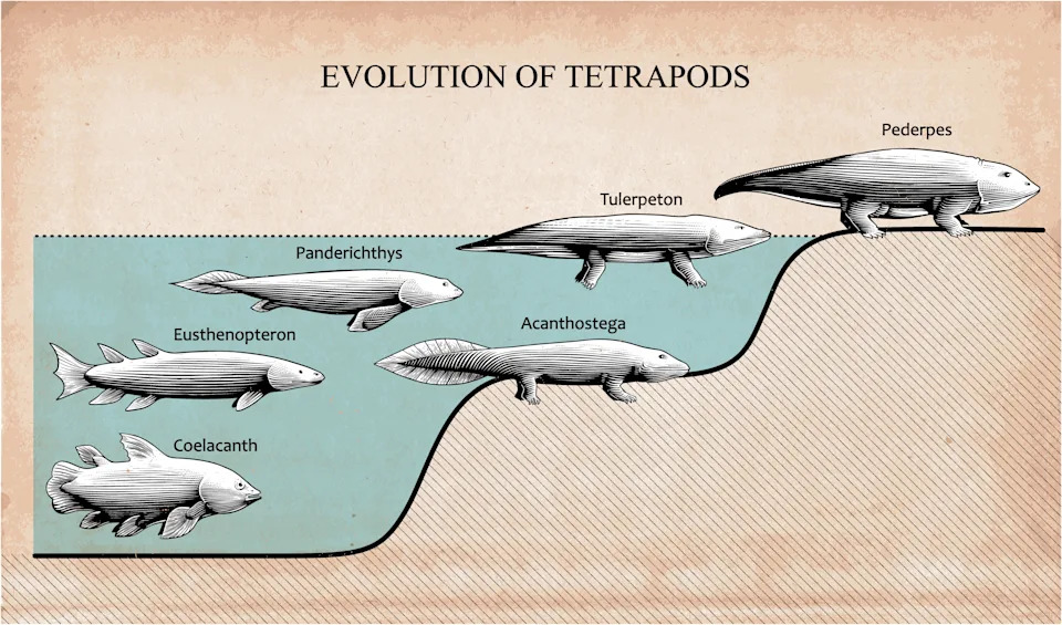 Illustration of tetrapod evolution showing progression from fish-like creatures to land-capable animals